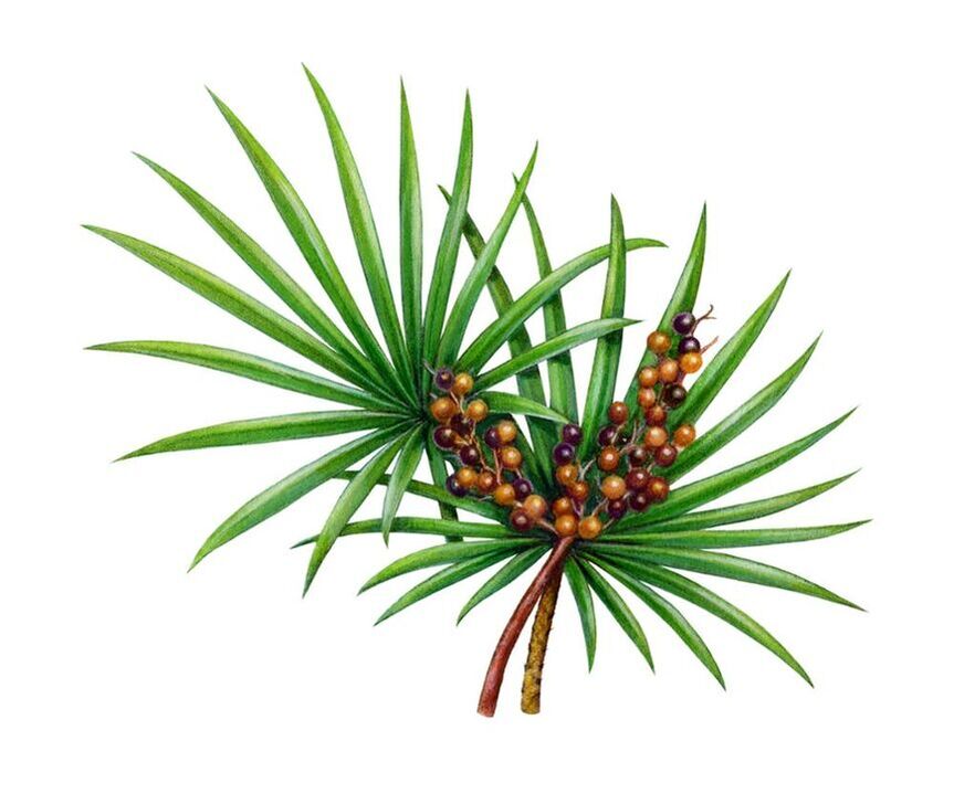 Palmetto fruit extract at Prostamin Forte